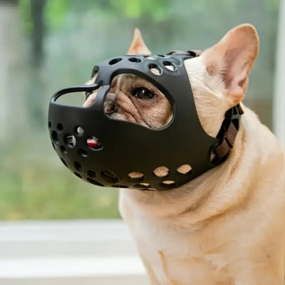 Profil d'un bouledogue français beige équipé d'une muselière bouledogue français noire souple.