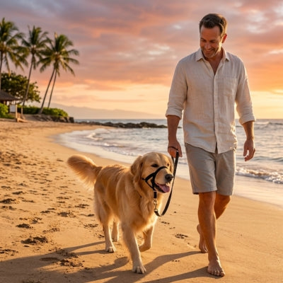Golden Retriever marchant sur une plage au coucher du soleil avec une muselière chien boire.