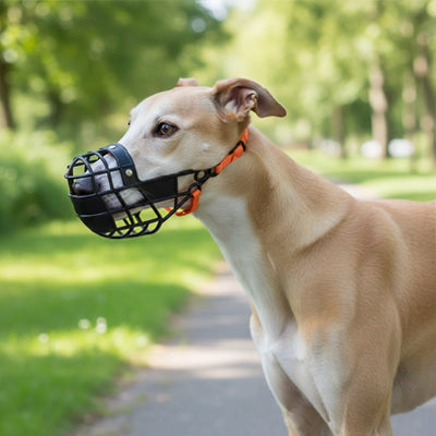 Profil d'un chien type lévrier portant une muselière chien noire avec attache orange.