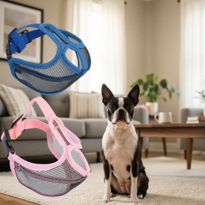 Boston Terrier assis avec deux modèles de muselière pour bouledogue français, bleu et rose.