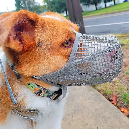 Gros plan d'une muselière pour chien grise en plastique souple sur un chien roux et blanc.