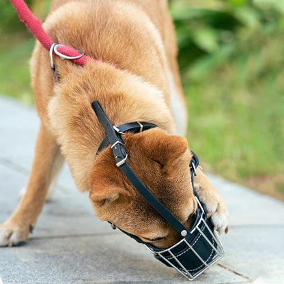 Chien roux penché vers le sol portant une muselière pour chien ajustable avec sangles.