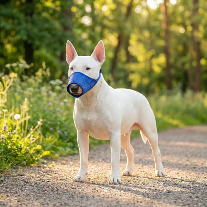 Bull Terrier blanc debout en forêt portant une muselière pour chien bleue.