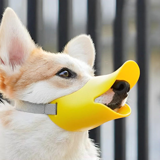 Gros plan d'un Corgi portant une muselière pour chien jaune de type bec de canard en extérieur.