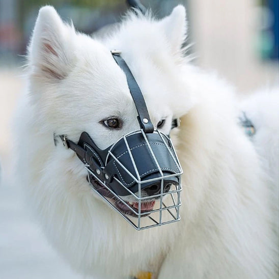 Samoyède blanc de face équipé d'une muselière pour chien métallique à doublure cuir.