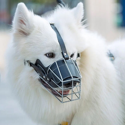 Samoyède blanc de face équipé d'une muselière pour chien métallique à doublure cuir.