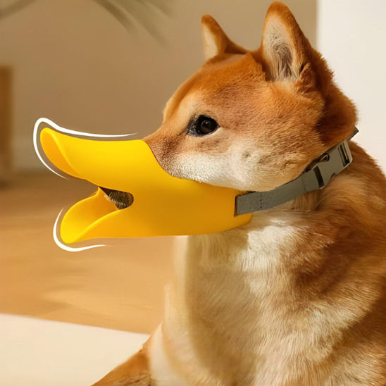 Vue de profil d'un Shiba Inu équipé d'une muselière pour chien jaune souple avec sangle grise.