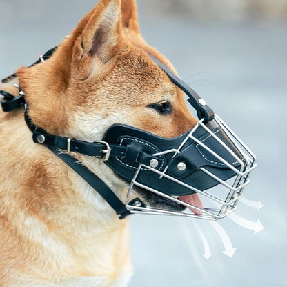 Shiba Inu de profil avec une muselière pour chien laissant passer l'air et la langue.