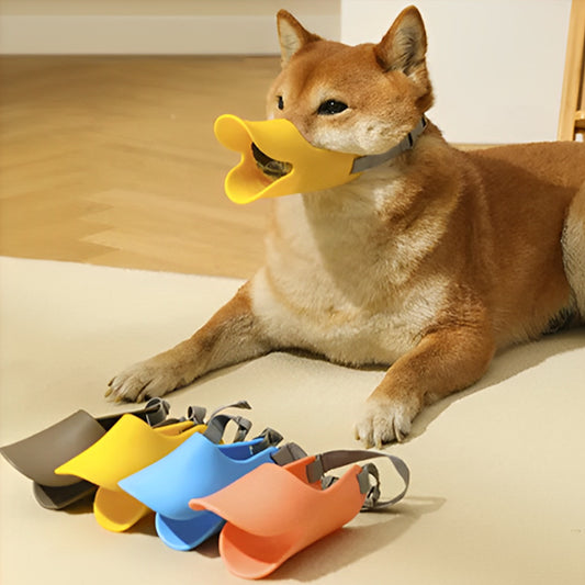 Shiba Inu avec muselière pour chien jaune et modèles bleu, orange et gris posés devant lui.