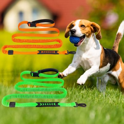 Beagle courant avec balle et présentation de la longe chien en coloris orange et vert.