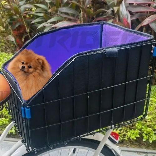 Loulou de Poméranie assis dans son panier chien vélo noir à doublure violette.