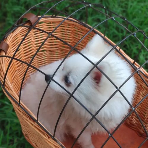 Gros plan sur la grille d'un panier chien velo en osier contenant un Spitz blanc, vue de dessus.