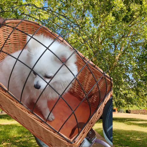 Vue rapprochée d'un Spitz blanc dans un panier chien velo en osier avec grille, en hauteur.