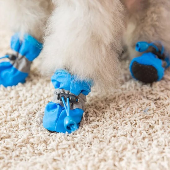 Détail d'une patte de chien portant une chaussure pour chien bleue sur un tapis épais.