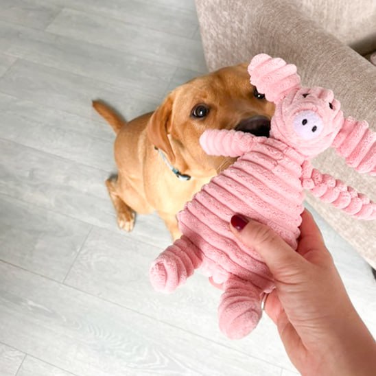 Main tenant une peluche pour chien rose devant un labrador assis sur le sol.