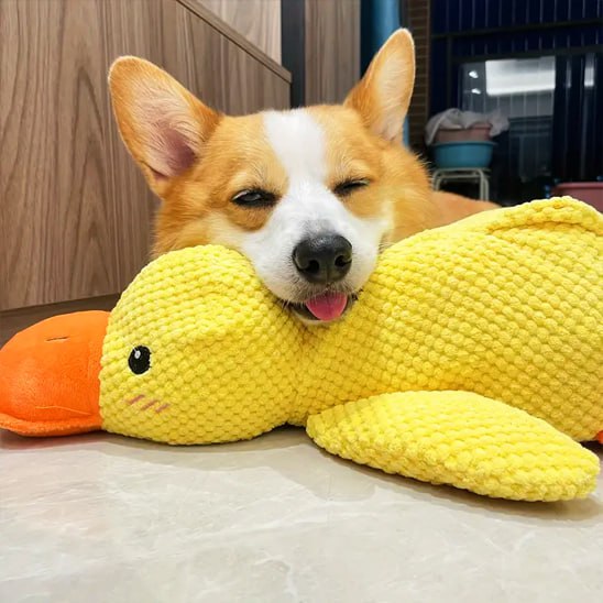 Chien Corgi endormi posant sa tête sur une peluche pour chiens en forme de canard.
