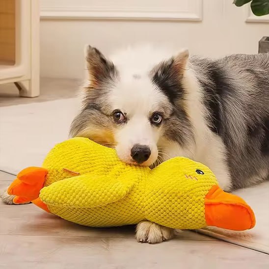 Gros plan d'un Border Collie couché avec sa peluche pour chiens canard texturée.