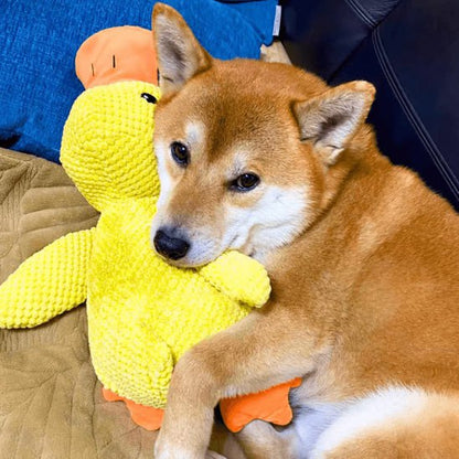 Chien Shiba Inu caliné contre une peluche pour chiens canard jaune sur un lit.