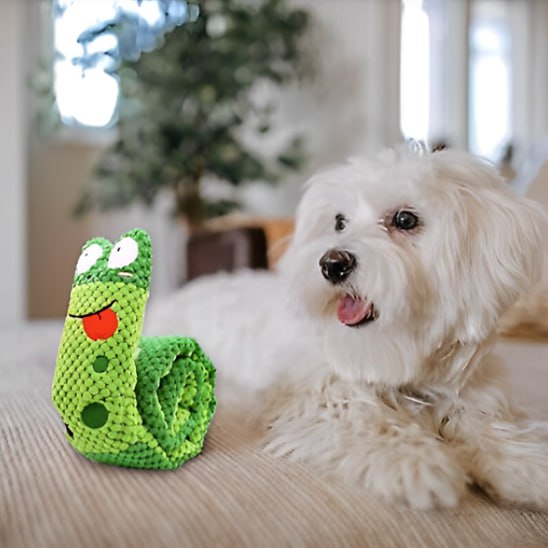 Petit Bichon maltais blanc observant une peluche pour chiens en forme d'escargot vert.