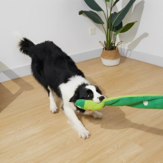 Border Collie s'amusant à tirer sur une peluche pour chiens verte et allongée.