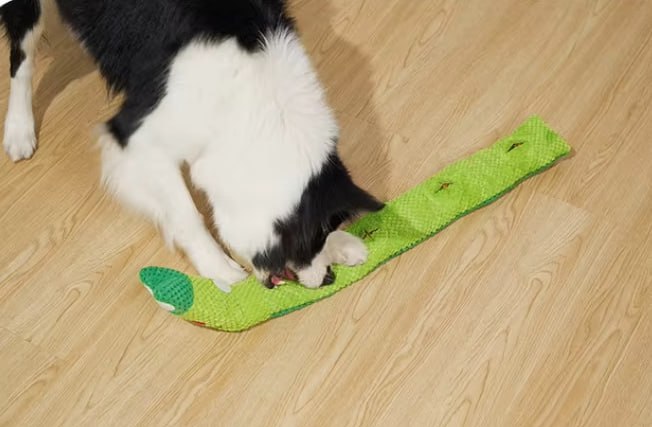 Border Collie utilisant une peluche pour chiens dépliée pour trouver ses friandises.