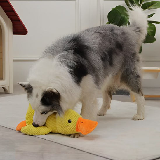 Chien Border Collie mordre une peluche pour chiens canard jaune au sol.