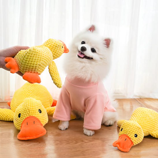 Spitz nain blanc portant un pull rose entouré de modèles de peluche pour chiens.