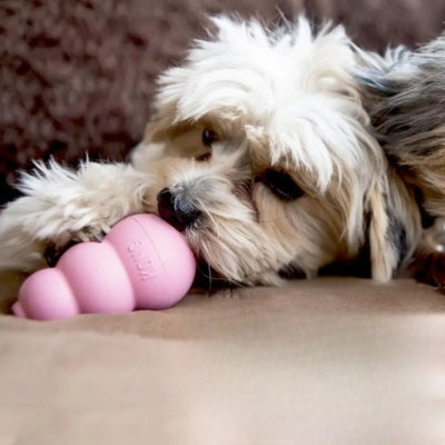 Petit chien de type Havanese allongé mâchouillant un jouet Kong chien rose pour chiot.