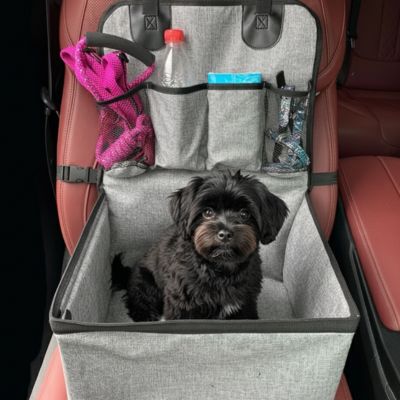 Petit chien noir type Havanais dans son siege auto pour chien gris avec laisse rose.