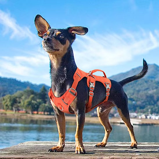 Petit chien type Pinscher sur un quai en bois portant un harnais anti traction chien orange vif.