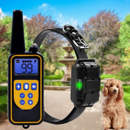 Collier de dressage chien-EliteControl™ : Ce caniche est assis avec son collier de dressage chien