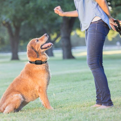 Collier pour dressage de chien-NeoTrainer™ : Cette jeune femme entraine son basset grâce au collier pour dressage de chien
