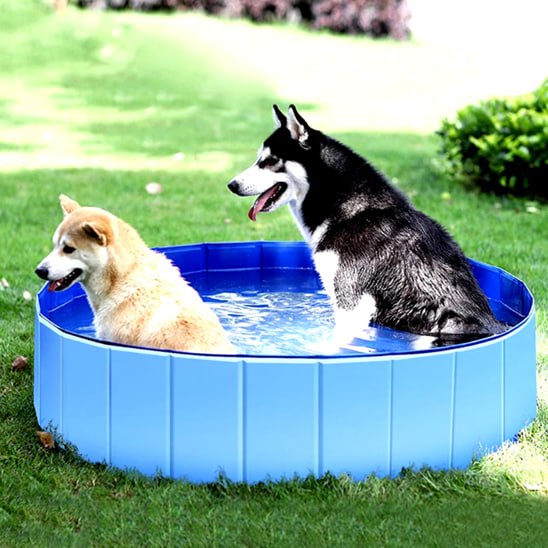 Un Husky et un Shiba Inu profitant de la fraîcheur d'une piscine pour chien bleue.