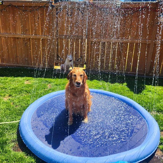 Golden Retriever assis au centre d'une piscine pour chien avec jets d'eau.