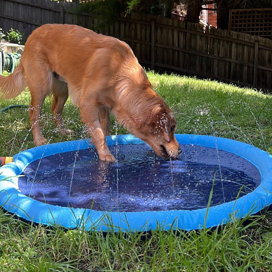 Golden Retriever buvant l'eau d'une piscine pour chien dans l'herbe.