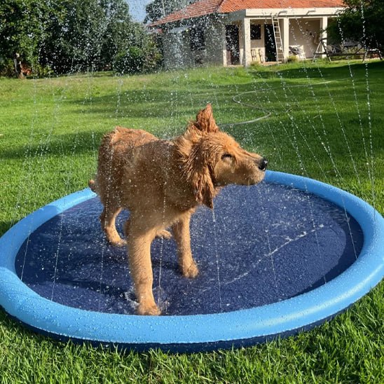 Golden Retriever mouillé sous les jets d'une piscine pour chien bleue.