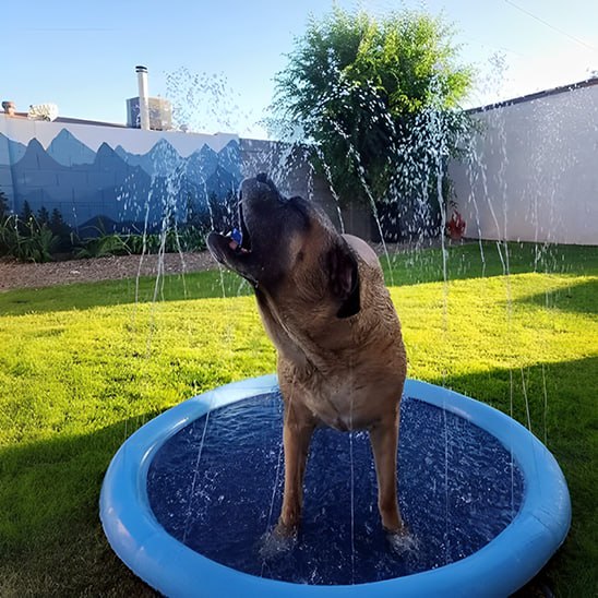Grand Mastiff attrapant les jets d'eau d'une piscine pour chien.