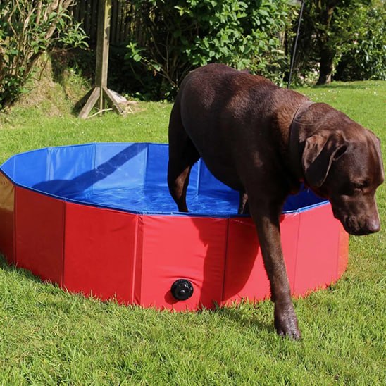 Labrador chocolat entrant dans une piscine pour chien rouge et bleue sur l'herbe.