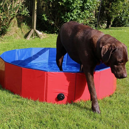 Labrador chocolat entrant dans une piscine pour chien rouge et bleue sur l'herbe.