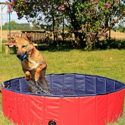 Chien croisé sautant avec une balle bleue dans une piscine pour chien rouge pliable.