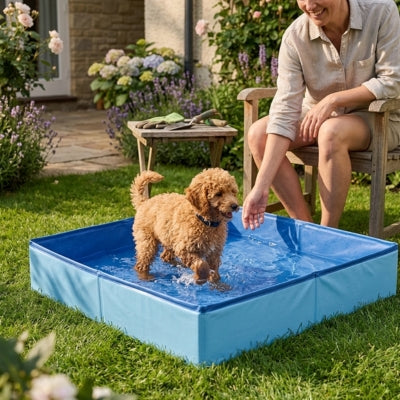Caniche de couleur abricot debout dans une piscine pour chien xxl bleue face à une femme.