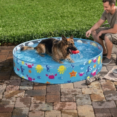 Berger Allemand avec un jouet rouge dans une piscine pour chiens devant son maître.