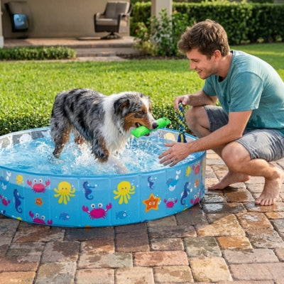 Berger Australien tenant un jouet vert dans une piscine pour chiens sur une terrasse.