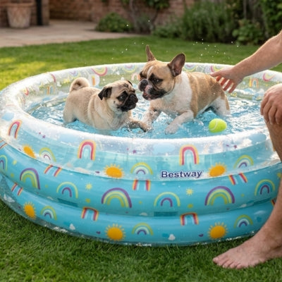 Un Carlin et un Bouledogue Français dans une piscine pour chiens de marque Bestway.