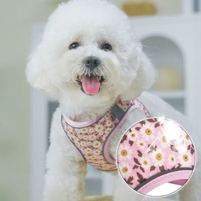 Portrait d'un Bichon Frisé avec harnais chien rose clair et zoom sur le motif marguerites.