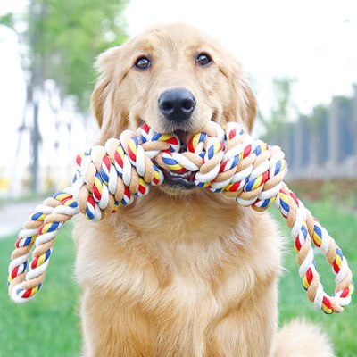 Portrait d'un Golden Retriever fier tenant son jouet pour chiens en corde multicolore.