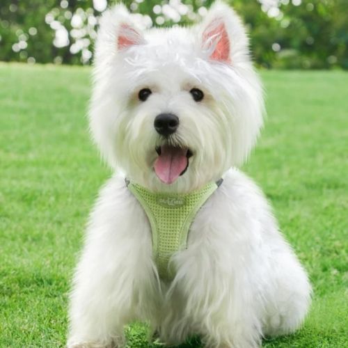 Portrait frontal d'un Westie blanc dans l'herbe portant un harnais anti traction chien vert clair.