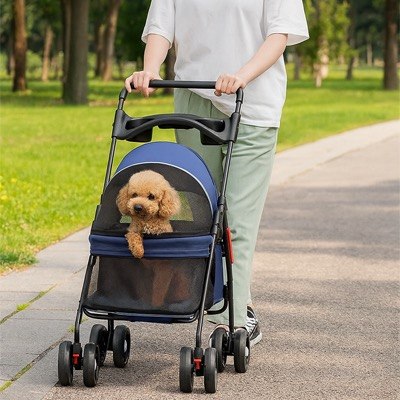 Caniche toy marron dans une poussette pour chien bleue conduite par une femme dans un parc.