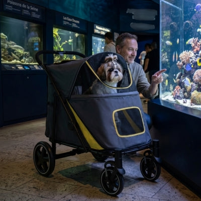 Shih Tzu dans une poussette pour chiens grise et jaune devant un aquarium avec poissons.