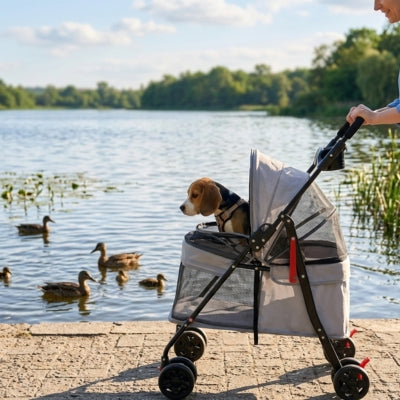 Chien Beagle observant des canards sur un lac depuis l'une des poussettes pour chiens.